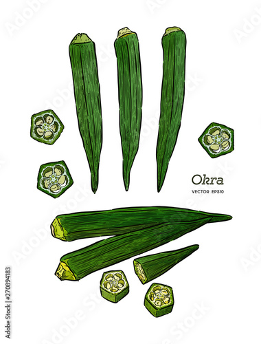 Okra, Hand draw sketch vector. Vegetable
