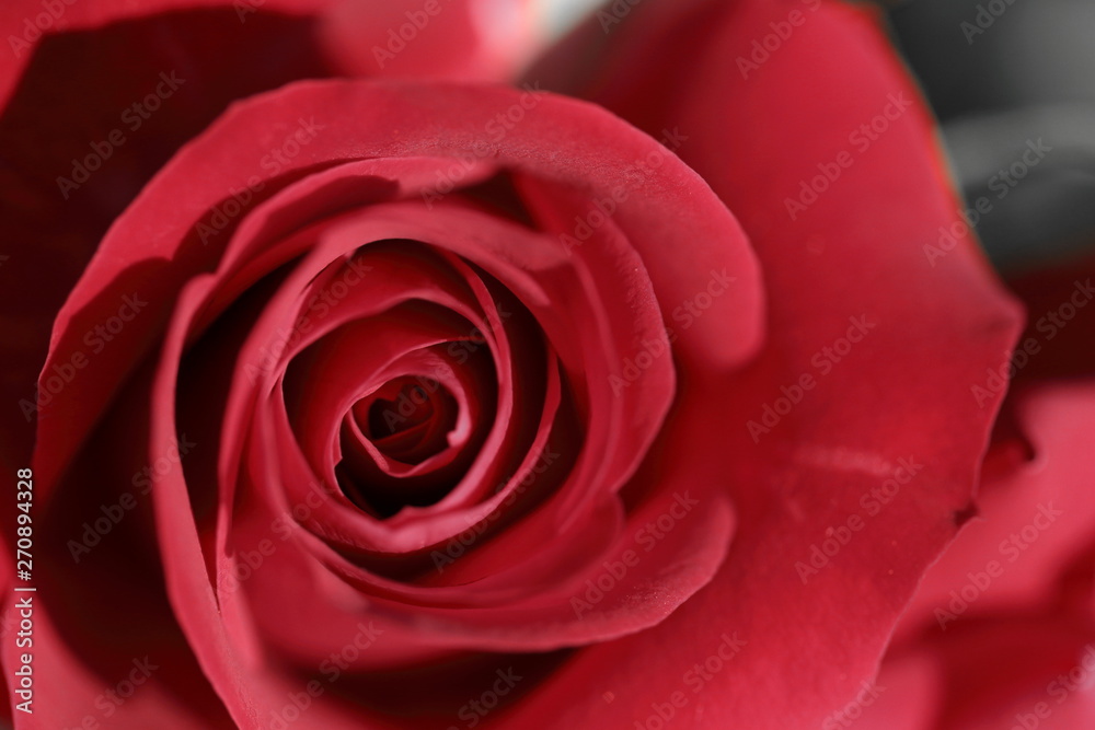 深紅の薔薇のマクロ 深紅の薔薇のマクロ