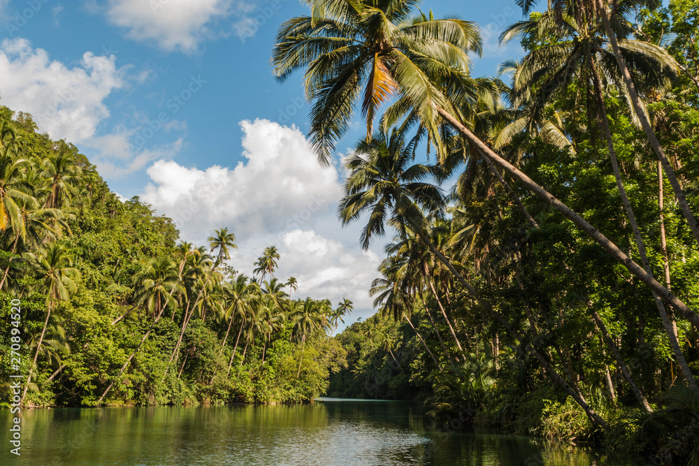 Amazing view of Loboc river from a boat. Palm trees and blue sky