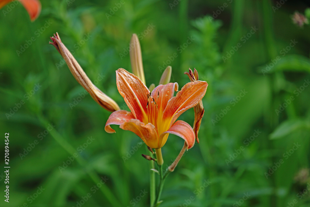 Wild Lily-Saugerties Lighthouse Trail Wild Lily-Saugerties Lighthouse Trail