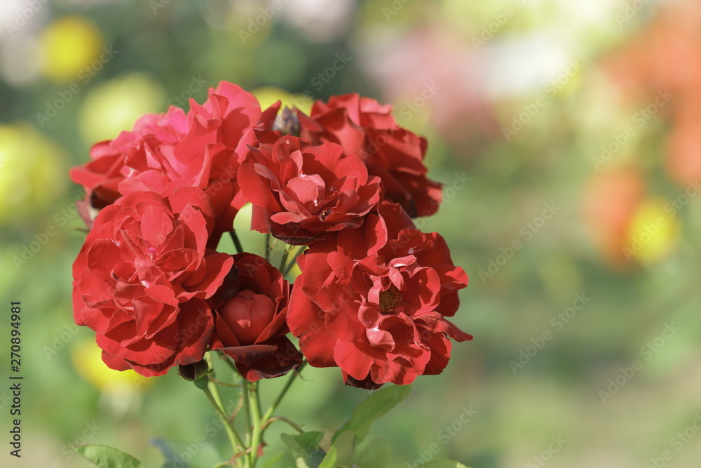 コンチェルティーノという品種の赤い薔薇