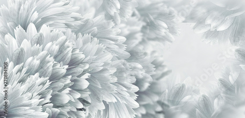 Floral  white-gray beautiful background.  Flowers and petals dahlia close-up. Flower composition. Greeting card for the holiday. Nature. .. © nadezhda F