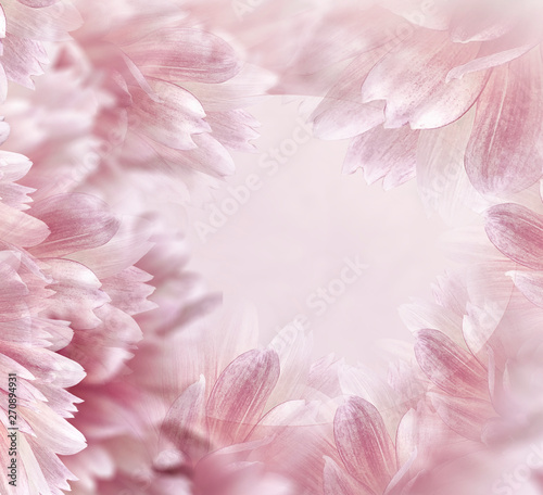 Floral pink beautiful background. Flowers and petals of a white-red dahlia. Close-up. Flower composition. Greeting card for the holiday. Nature.