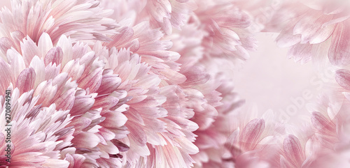 Floral pink beautiful background. Flowers and petals of a white-red dahlia. Close-up. Flower composition. Greeting card for the holiday. Nature.