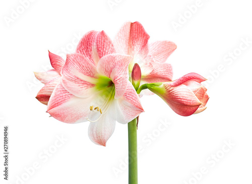 Hippeastrum or Amaryllis flowers ,Pink amaryllis flowers isolated on white background, with clipping path                             