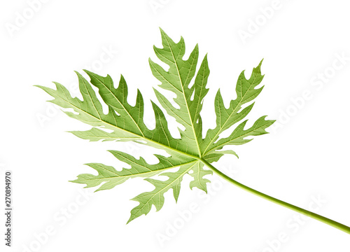 Papaya leaf  Green papaya leaves  Tropical foliage isolated on white background with clipping path 