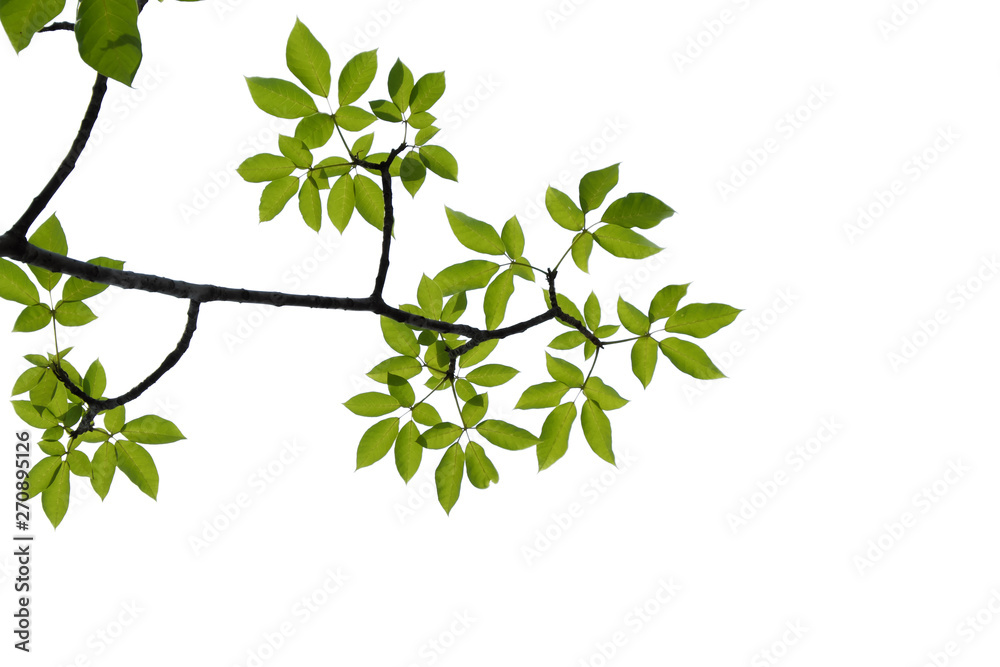 green tree branch isolated on white green tree branch isolated on white