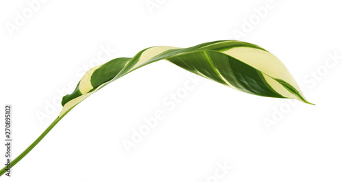 Heliconia variegated foliage, Exotic tropical leaf isolated on white background, with clipping path    