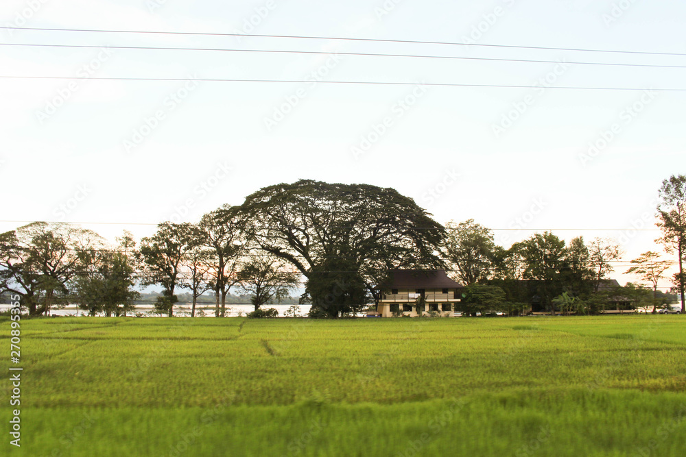 Obraz premium tree in field