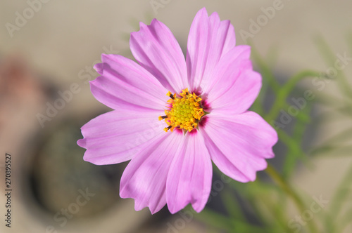 Purple cosmos