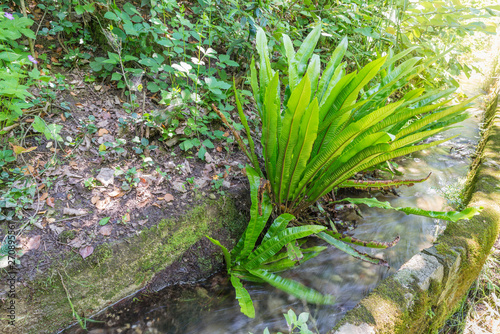 Asplenium scolopendrium or Phyllitis scolopendrium also commonly called hart's-tongue fern in its natural habitat, in the shade and in wet areas, Europe    © AleMasche72