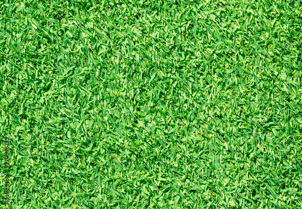 Beautiful green grass Beautiful green grass