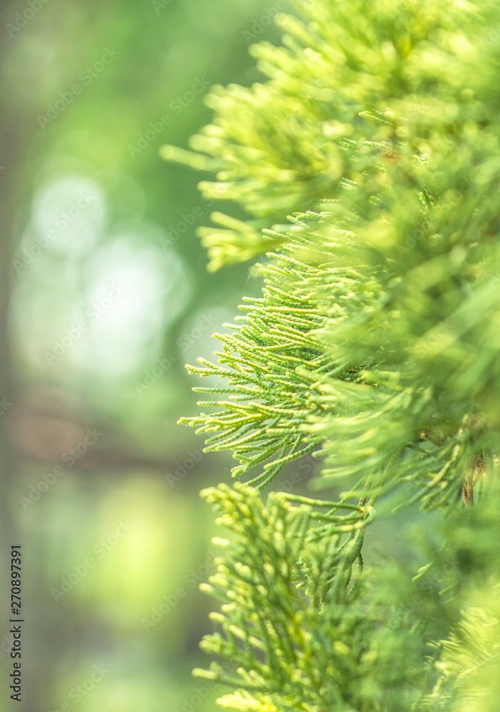 Pine trees blurred bokeh background