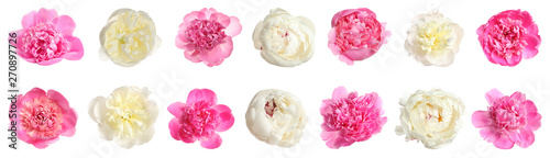 Set of beautiful peony flowers on white background. Banner design © New Africa
