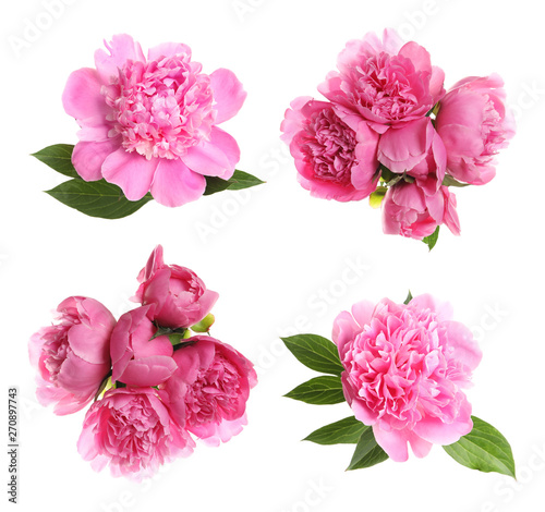 Fototapeta Naklejka Na Ścianę i Meble -  Set of beautiful peony flowers on white background