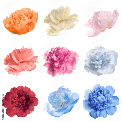 Set of different tender peonies on white background. Fragrant spring flowers © New Africa