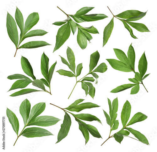 Fototapeta Naklejka Na Ścianę i Meble -  Set of fresh green peony leaves on white background