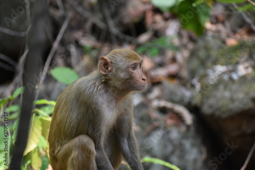 monkey sitting on a tree © Trinath