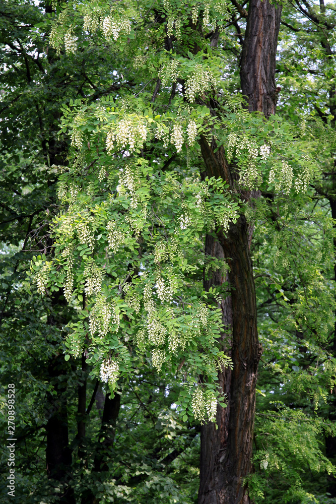 Fototapeta premium acacia tree with white flowers at spring