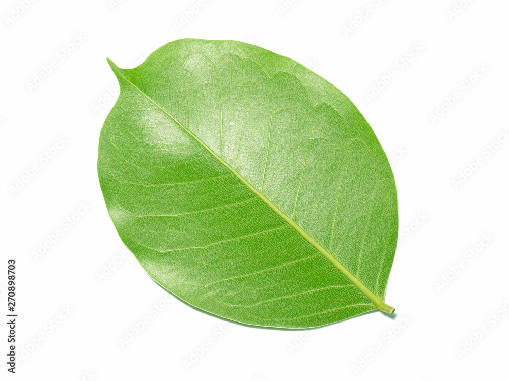 Obraz premium Green leaf