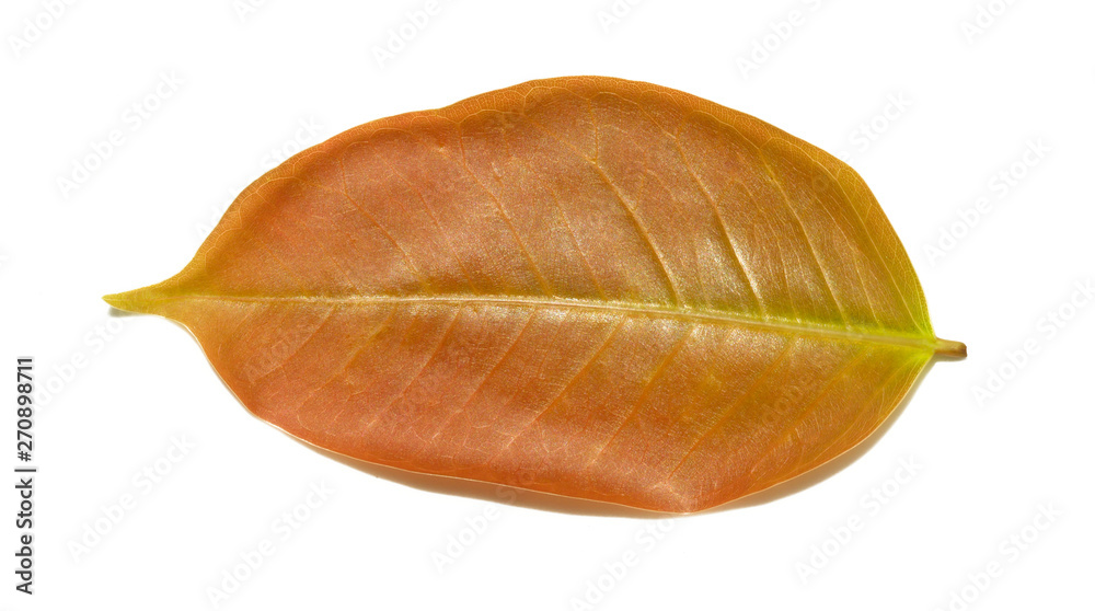 leaf leaf