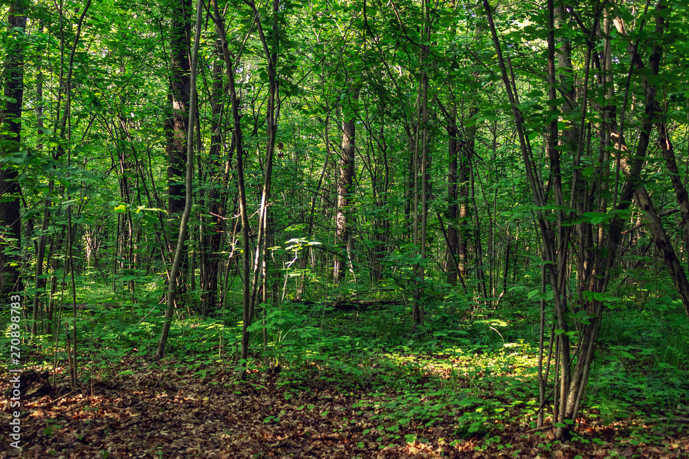 Obraz premium forest