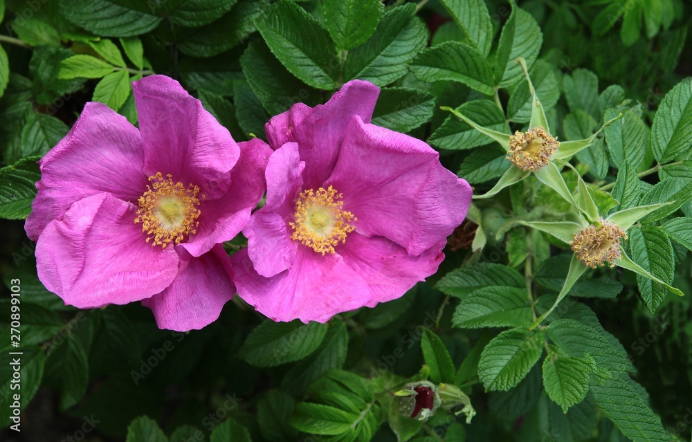 purple flowers of Rosa Canina close up purple flowers of Rosa Canina close up