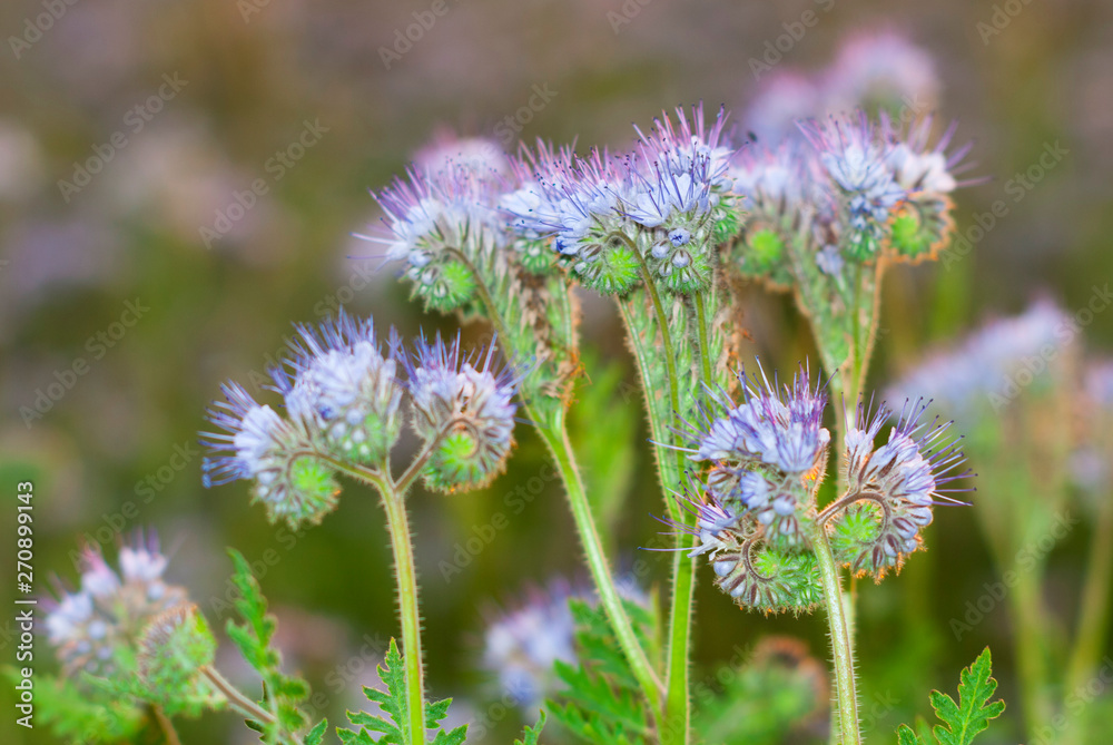 phacelia bee plant fields at sunset phacelia bee plant fields at sunset