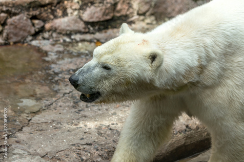 Polar bear. The white bear is a typical inhabitant of the Arctic. The arctic bear is the largest of all predator