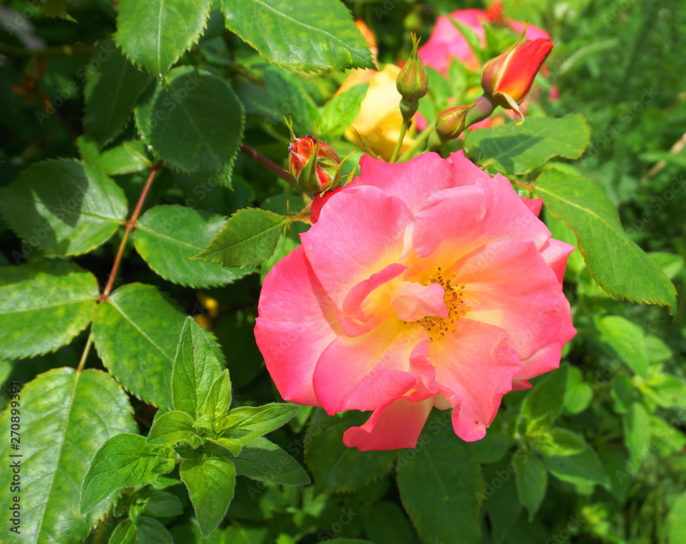 Beautiful single rose flower with buds on green leaves background in the morning sun close up. Beautiful single rose flower with buds on green leaves background in the morning sun close up.