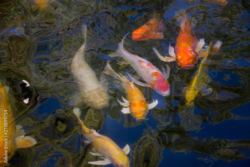 Fancy carp or Koi fish swimming at water pond in the garden of chinese garden