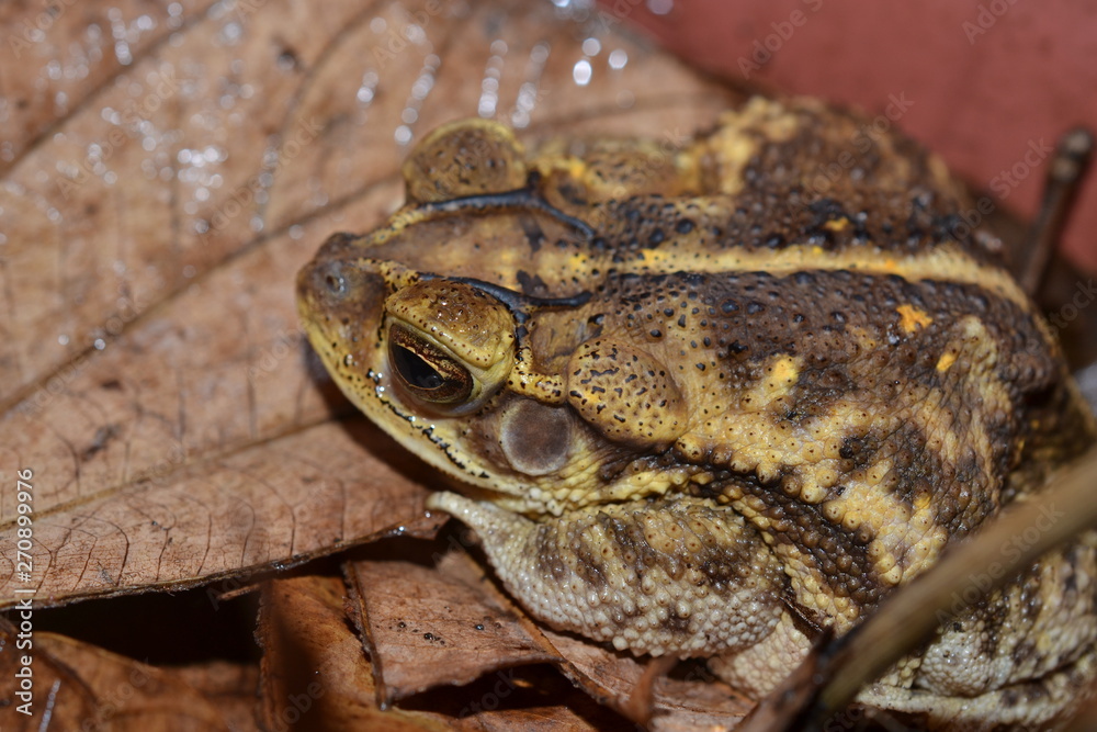 Obraz premium Anfibio