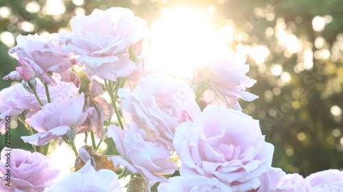 夕日の中のピンクのバラ 逆光 © kutakaf