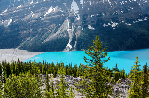 beautiful pines and turquoise water of a mountain Peyto lake against the backdrop of majestic mountains  Banff National Park  Alberta  Canada