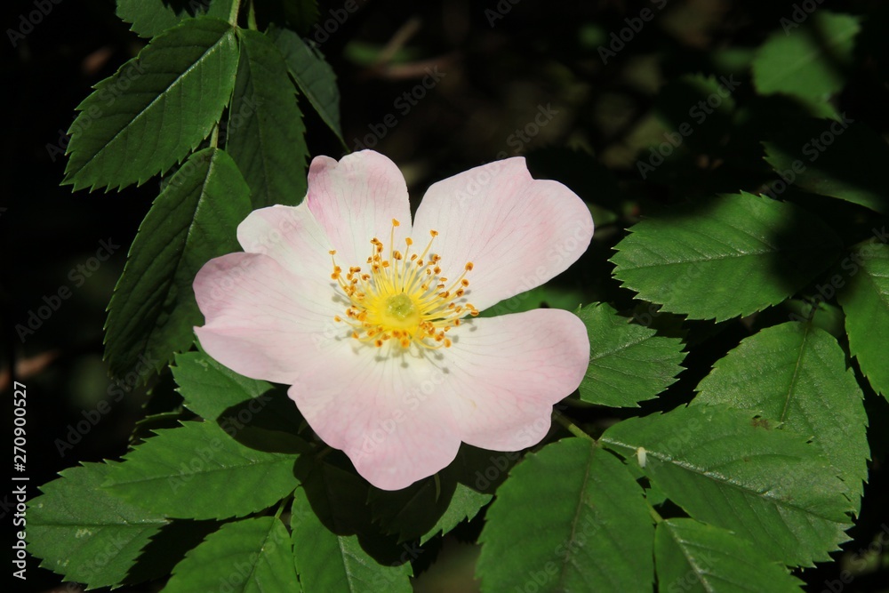 pink flowers of briar rose close up pink flowers of briar rose close up