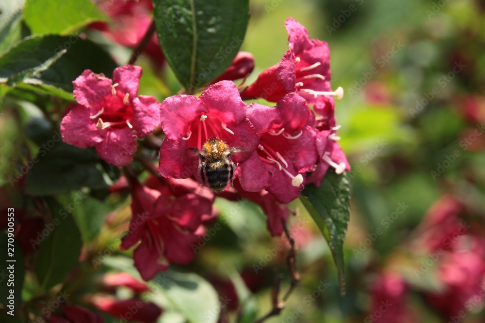 weigela bush with pink and red flowers weigela bush with pink and red flowers