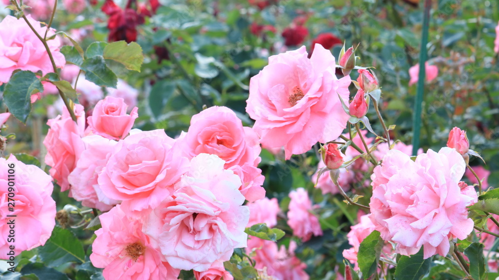 初夏のバラ園のピンクのバラ