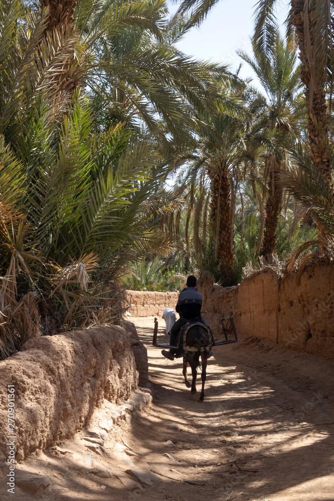 Fototapeta premium Mules important part of everyday living in Morocco