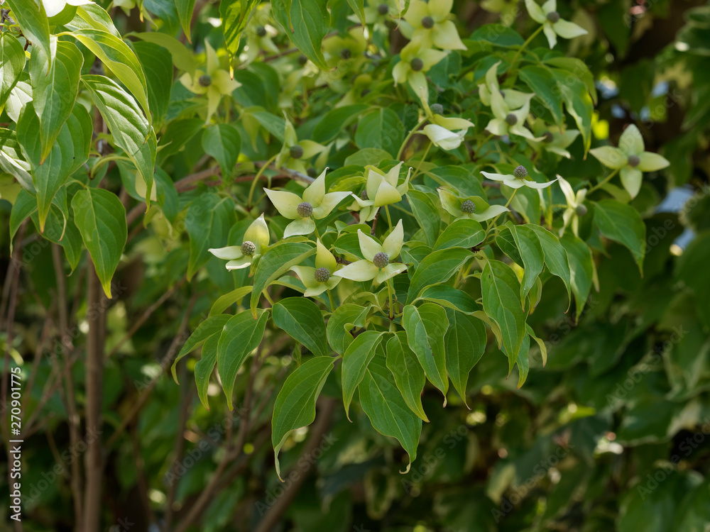 Cornus kousa. Bractées jaune vert et feuilles ondulées du kousa ou cornouiller du japon