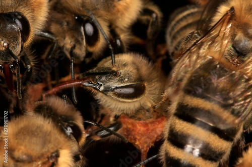 Bee, bee birth, bee hatching, Thuringia, Germany, Europe photo