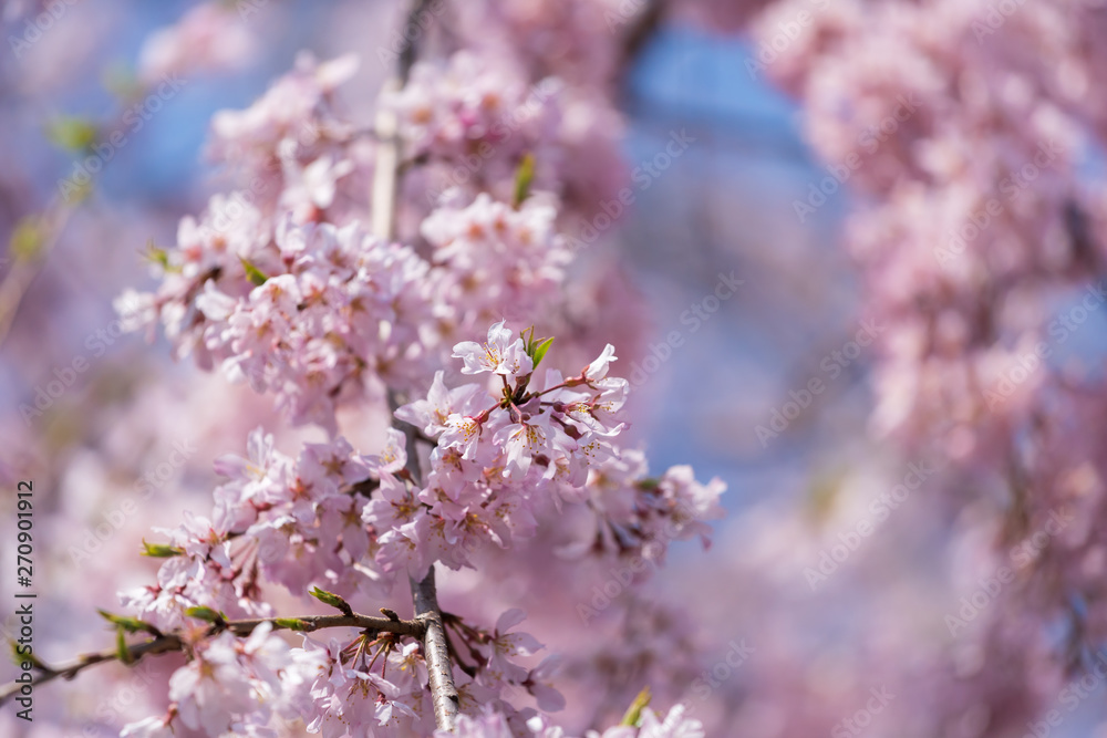 sakura, cherry blossom in Tokyo, Japan