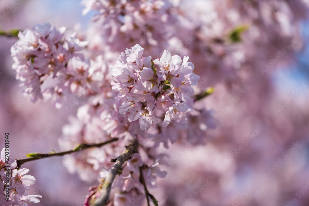 sakura, cherry blossom in Tokyo, Japan sakura, cherry blossom in Tokyo, Japan