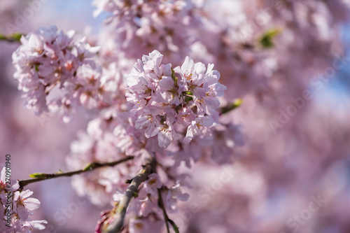 sakura, cherry blossom in Tokyo, Japan