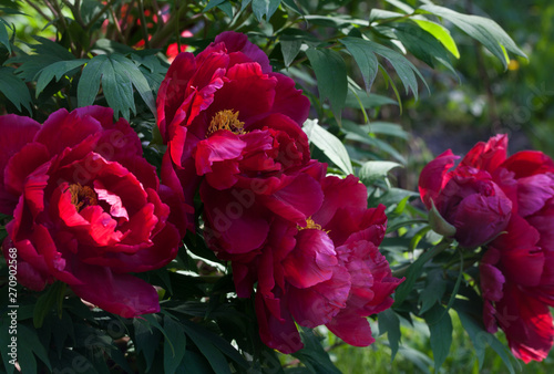 Fototapeta Naklejka Na Ścianę i Meble -  Moutan Tree Peony (Paeonia suffruticosa) in park. Close up.