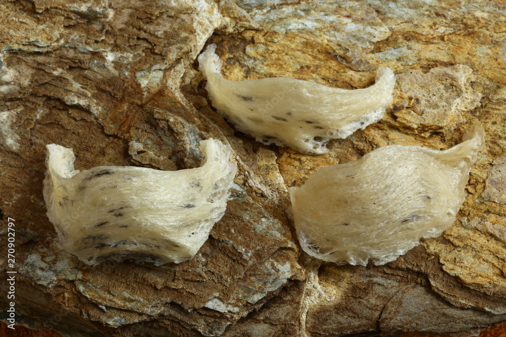 The nest of EdibleNest Swiftlet, raw edible bird's nest materials for
