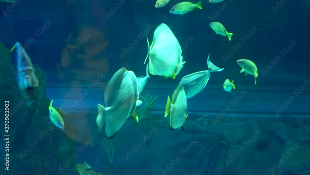 aquarium colourfull fishes in dark deep blue water aquarium colourfull fishes in dark deep blue water
