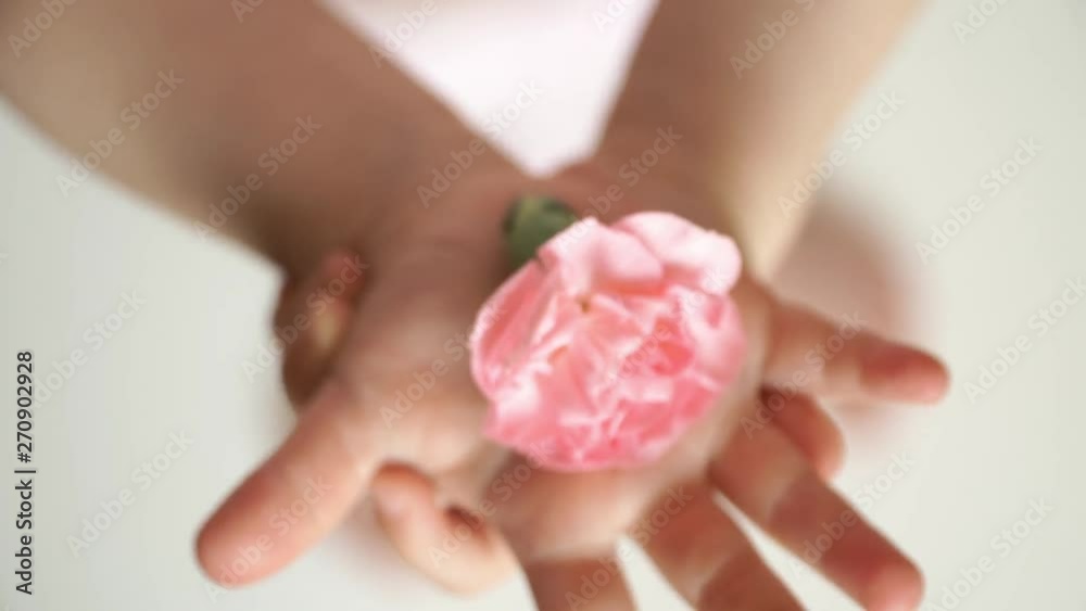 Close up of female and baby hand hold pink carnation bud. Little children's girl palm with beautiful flower. Close up of female and baby hand hold pink carnation bud. Little children's girl palm with beautiful flower.