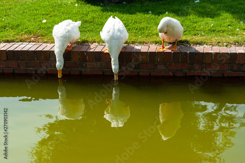 三羽の白いアヒルが水を飲んでいる様子
