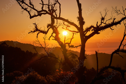 sunrise skyline with sunburst and silhouette branch tree on hill
