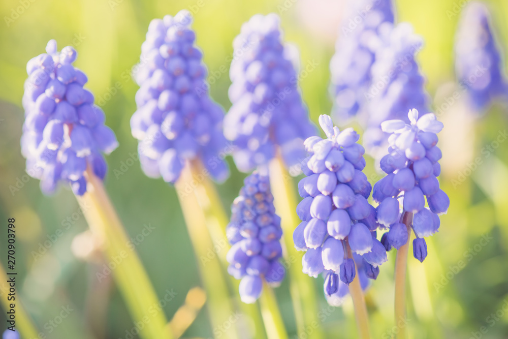 Small violet flowers grape hyacinth grow on spring garden Small violet flowers grape hyacinth grow on spring garden